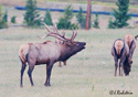 Cervus elaphus nelsoni